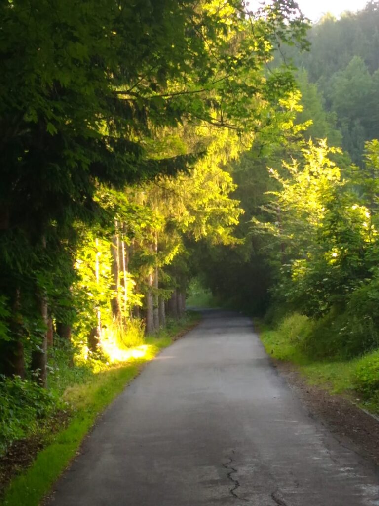 Wąska, asfaltowa droga lekko pnie się pod górę. Wokół las oświetlony wstającym słońcem.