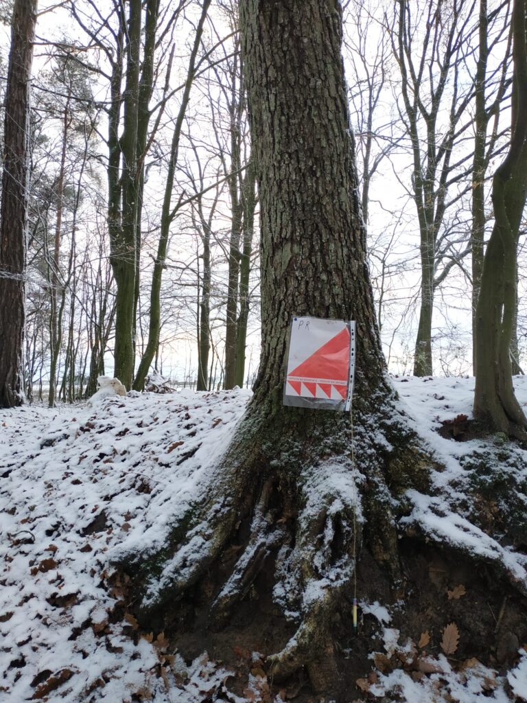 Punkt kontrolny imprezy na orientację wiszący na drzewie blisko jego korzeni. Wokół zimowy las, ściółka przyprószona śniegiem. 
