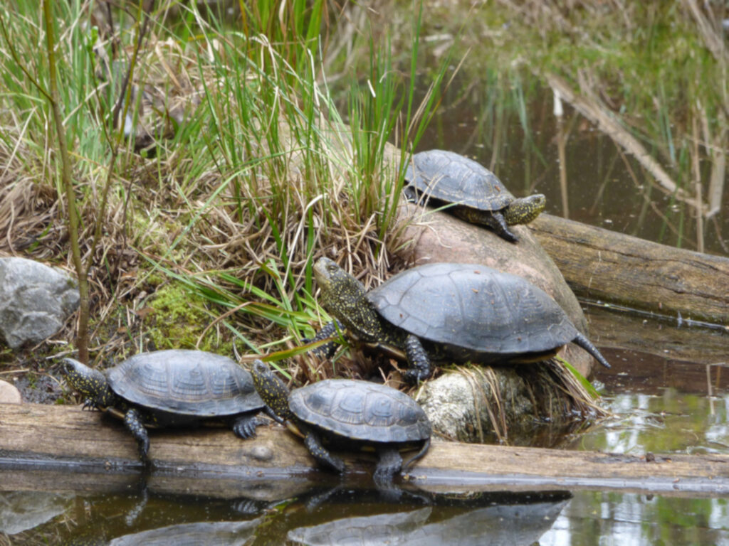 cztery żółwie błotne na brzegu, tuż nad wodą.