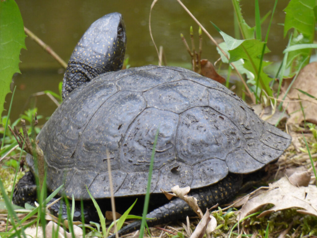 Żółw błotny Żółw błotny, zdjęcie od tyłu, wystawił głowę i patrzy na nas jednym okiem