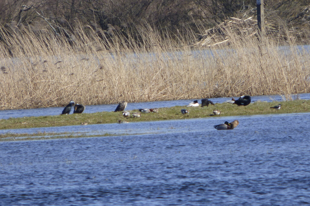 Nieduże stado ptaków, głównie kaczek na niewielkiej wyspie na rzece Wieprz