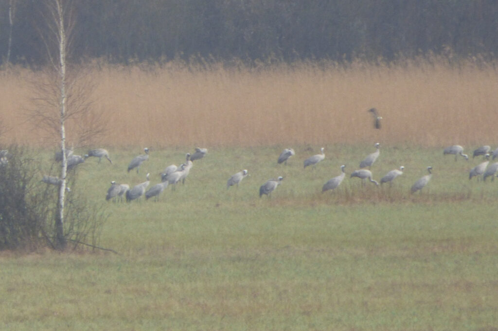 Stado żurawi na łące