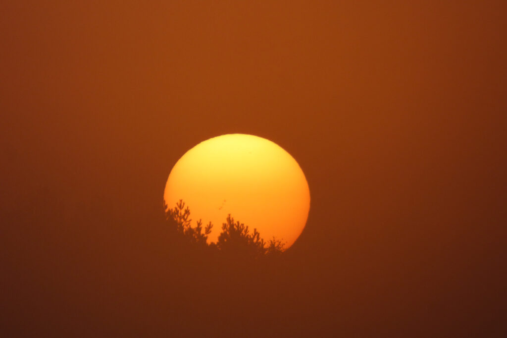 Wschodzące słońce na tle kępy drzew