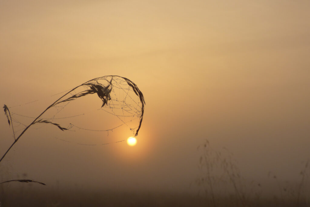 Wschód słońca z źdźbłem trawy 