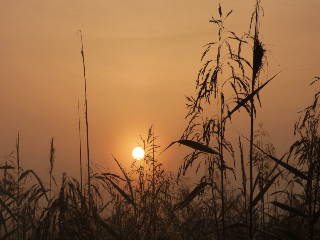 Wschód słońca Wschód słońca. Nieduża jeszcze tarcza słońca a na pierwszym planie źdźbła traw