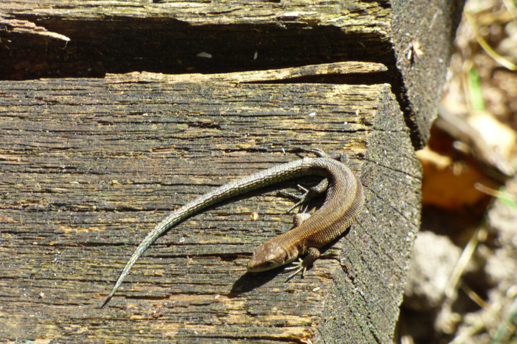 Jaszczurka na drewnianej kładce